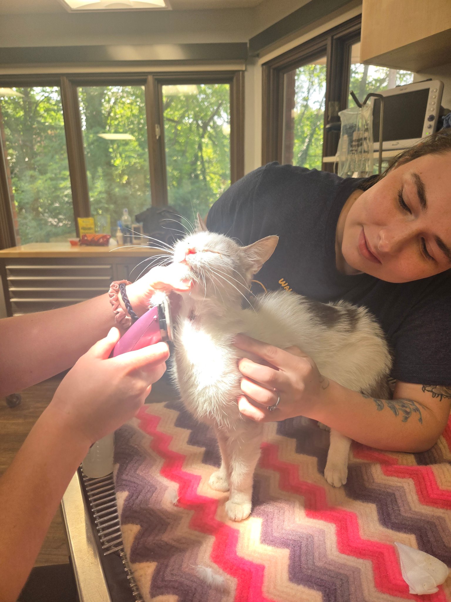 Updated to add she... - Humane Society of Richland County | Facebook