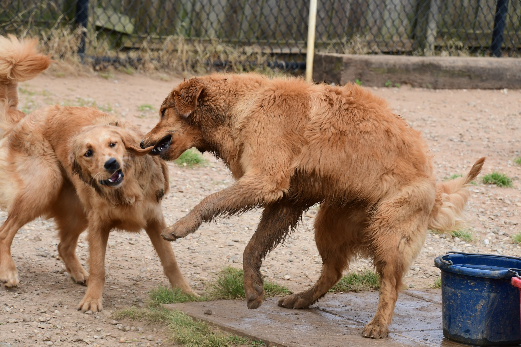 Dog Ranch Resort | Daphne AL