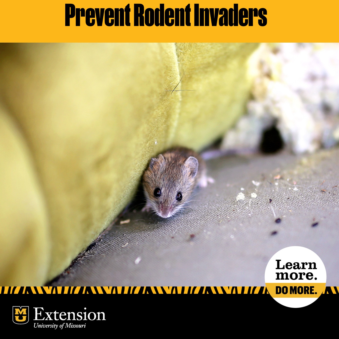 MU - Keep Mice and Rats Out This Winter! As temps drop, rodents like ...