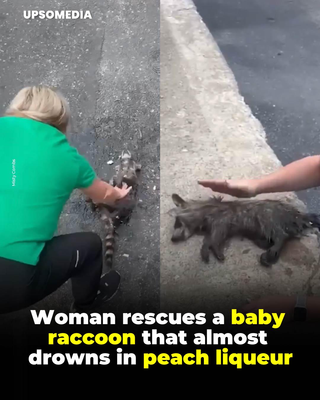 The Kiwi - A young raccoon had a harrowing day after falling into a ...
