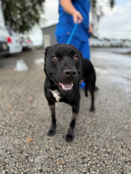 Adopt - 🏆 Meet Monty — The Three-Legged Champ with a Heart Full of Love ...