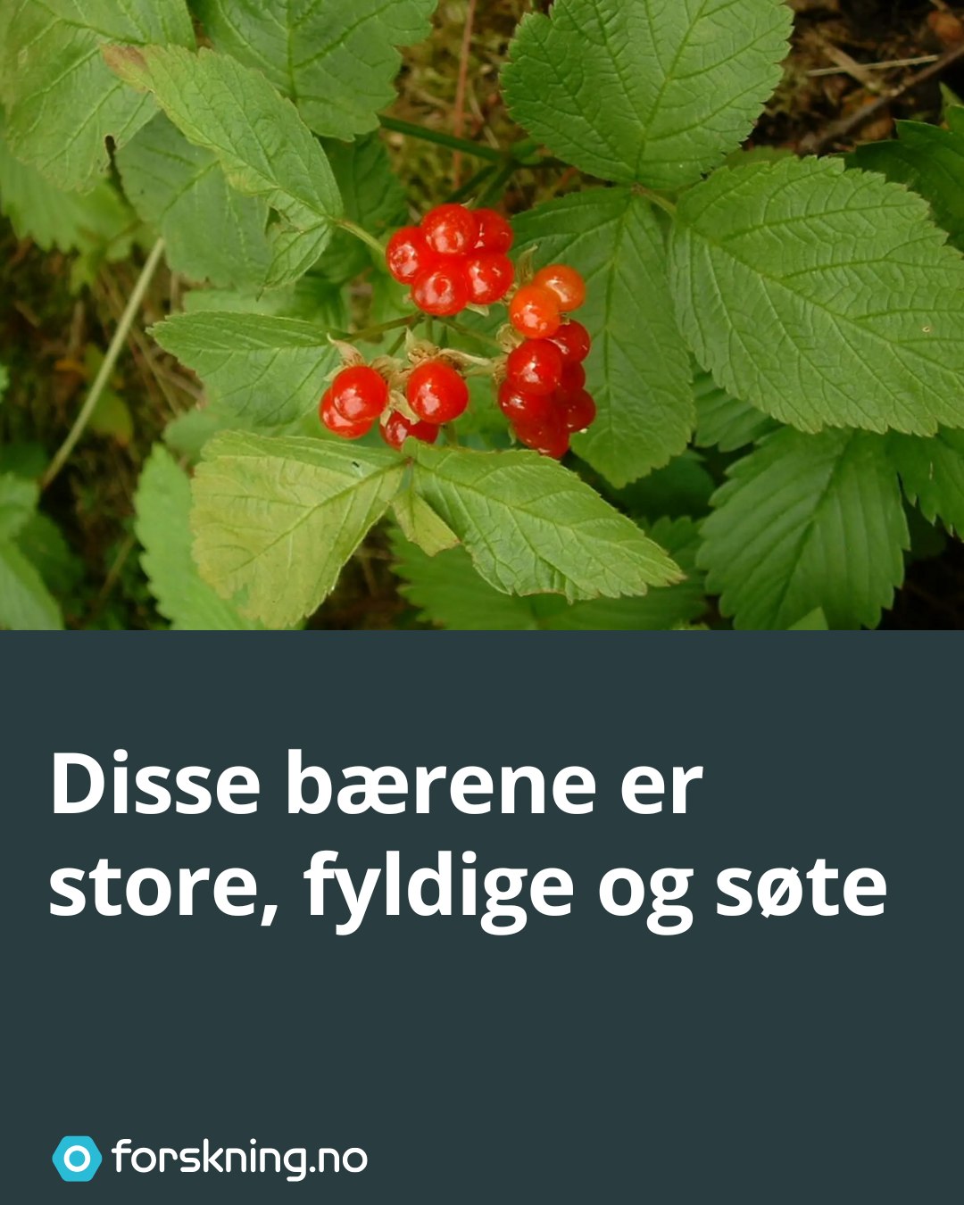 forskning.no - Teiebær vokser vilt i store deler av Norge. De røde ...