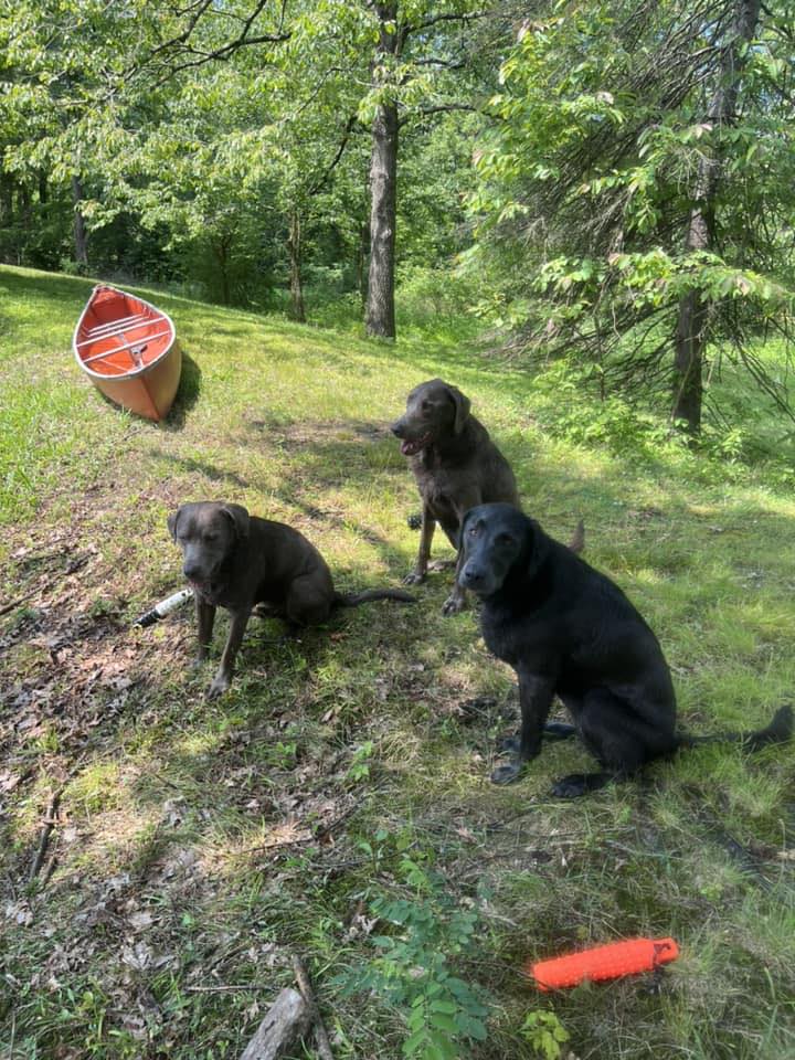 Dog training/ Duck dogs | Does anyone happen to know a good place to ...
