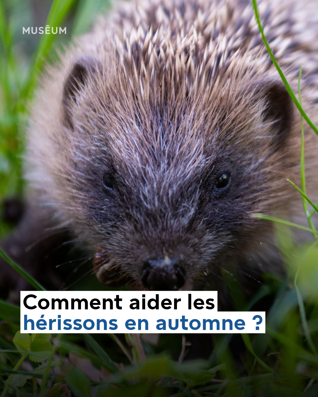 🍂 L’automne... - Muséum national d'Histoire naturelle | Facebook