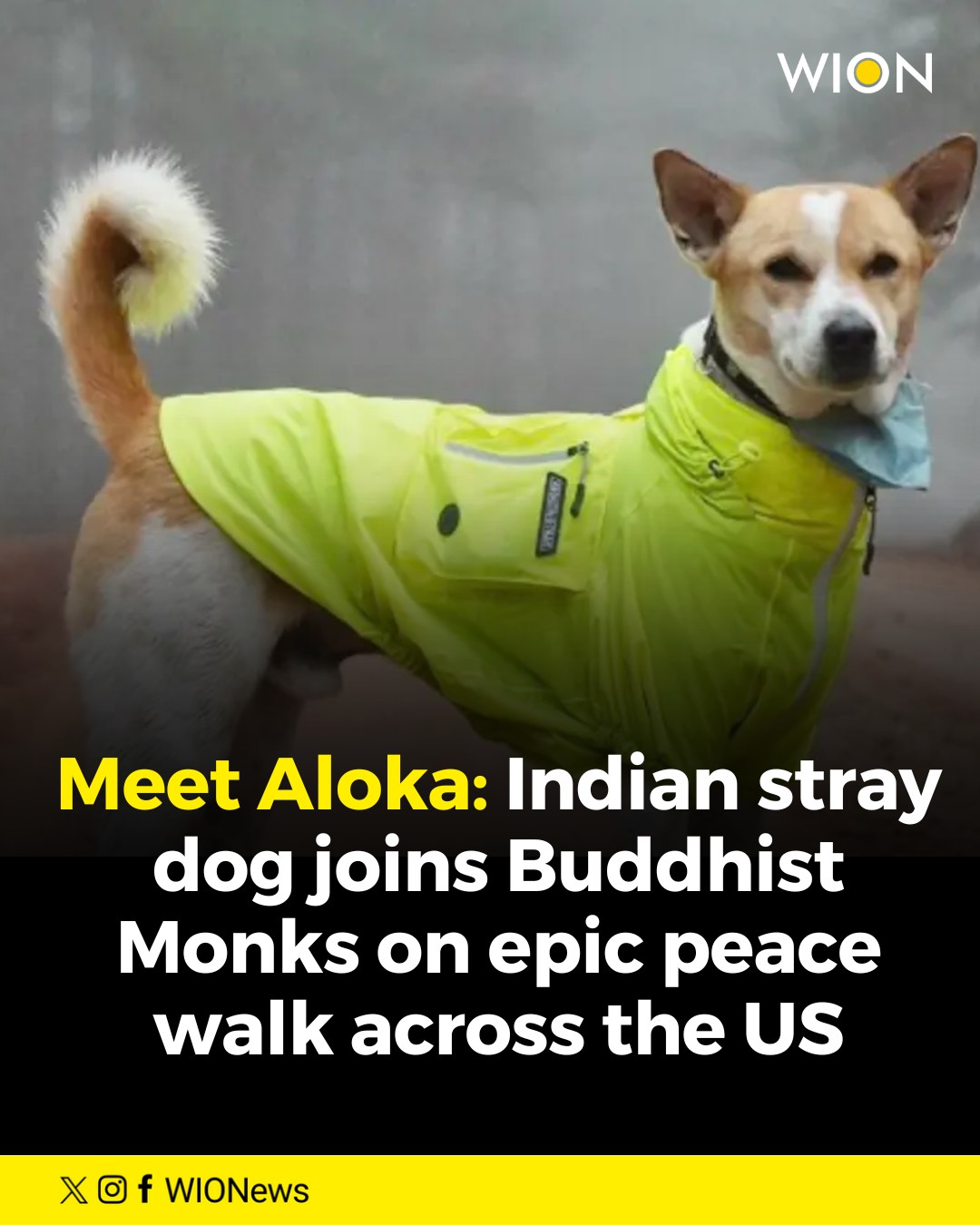 WION - A stray dog from India, named Aloka, has captured... | Facebook