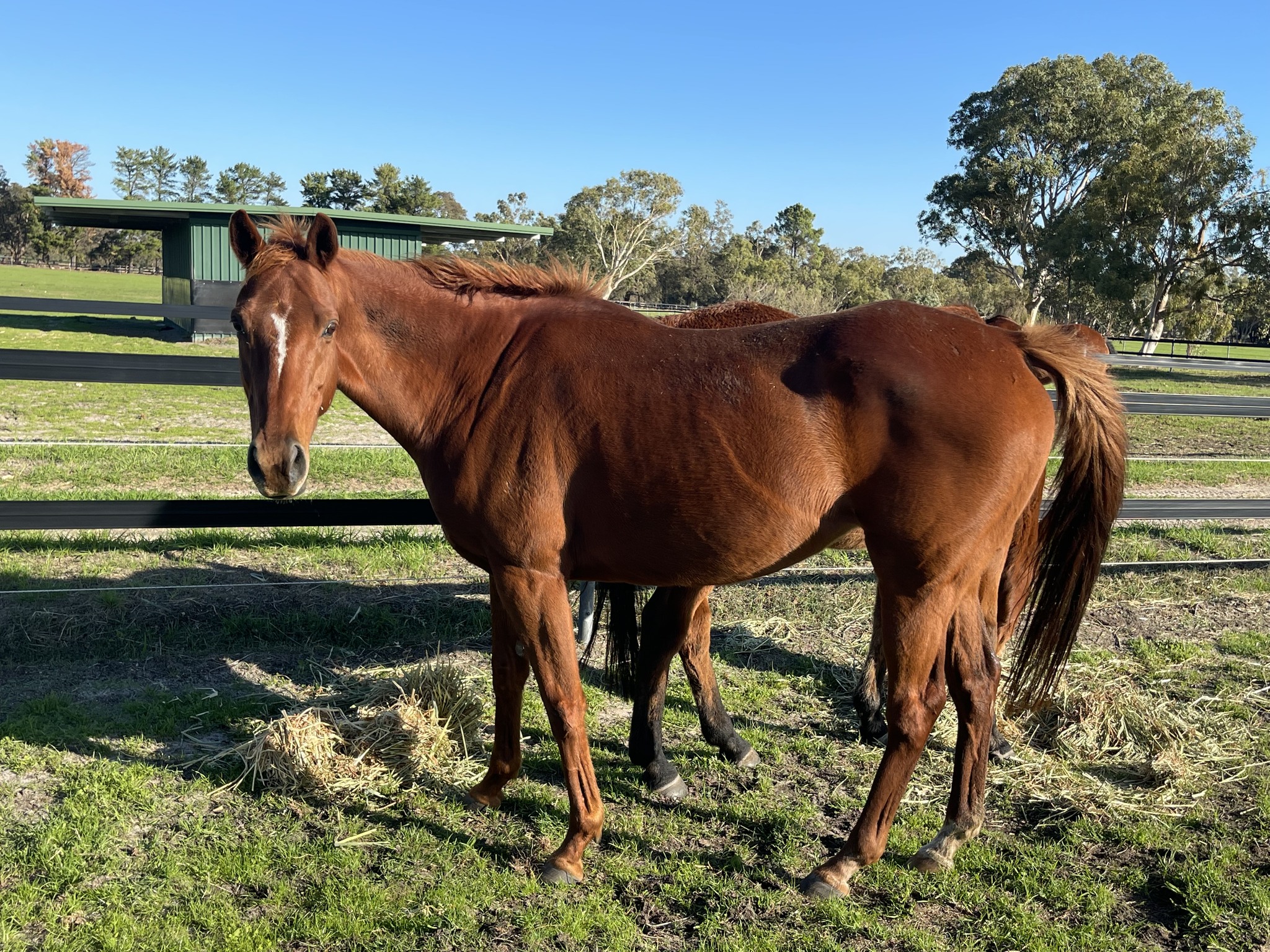 RSPCA WA - RSPCA WA added a new photo — at Sir James...