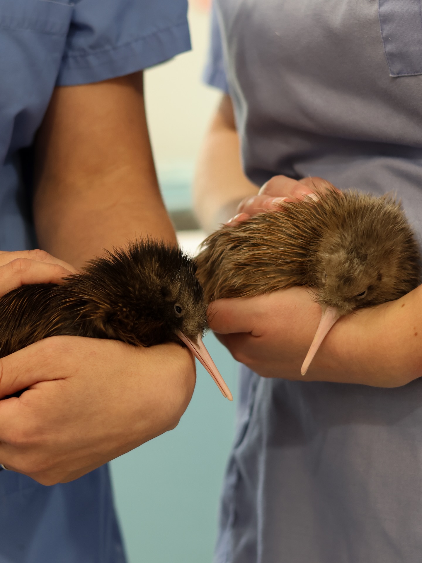 National Kiwi Hatchery Aotearoa | Rotorua