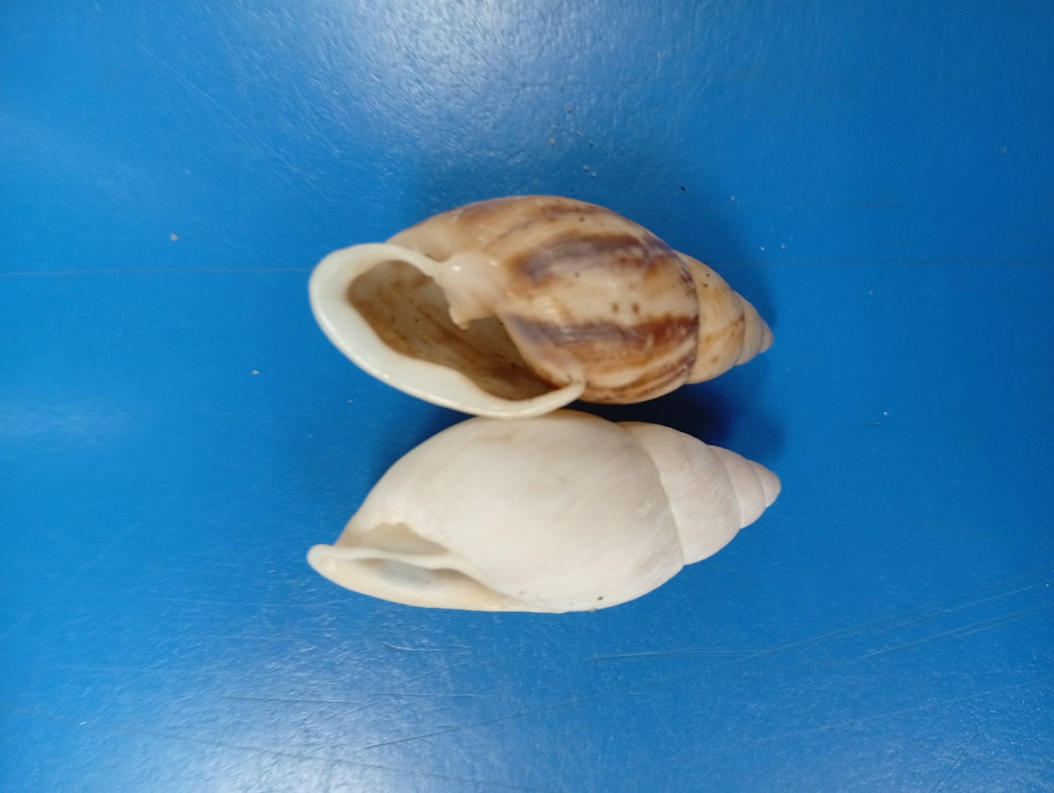 Avulsos - Native forest (arboreal) pulmonate snail AMPHIBULIMIDAE ...