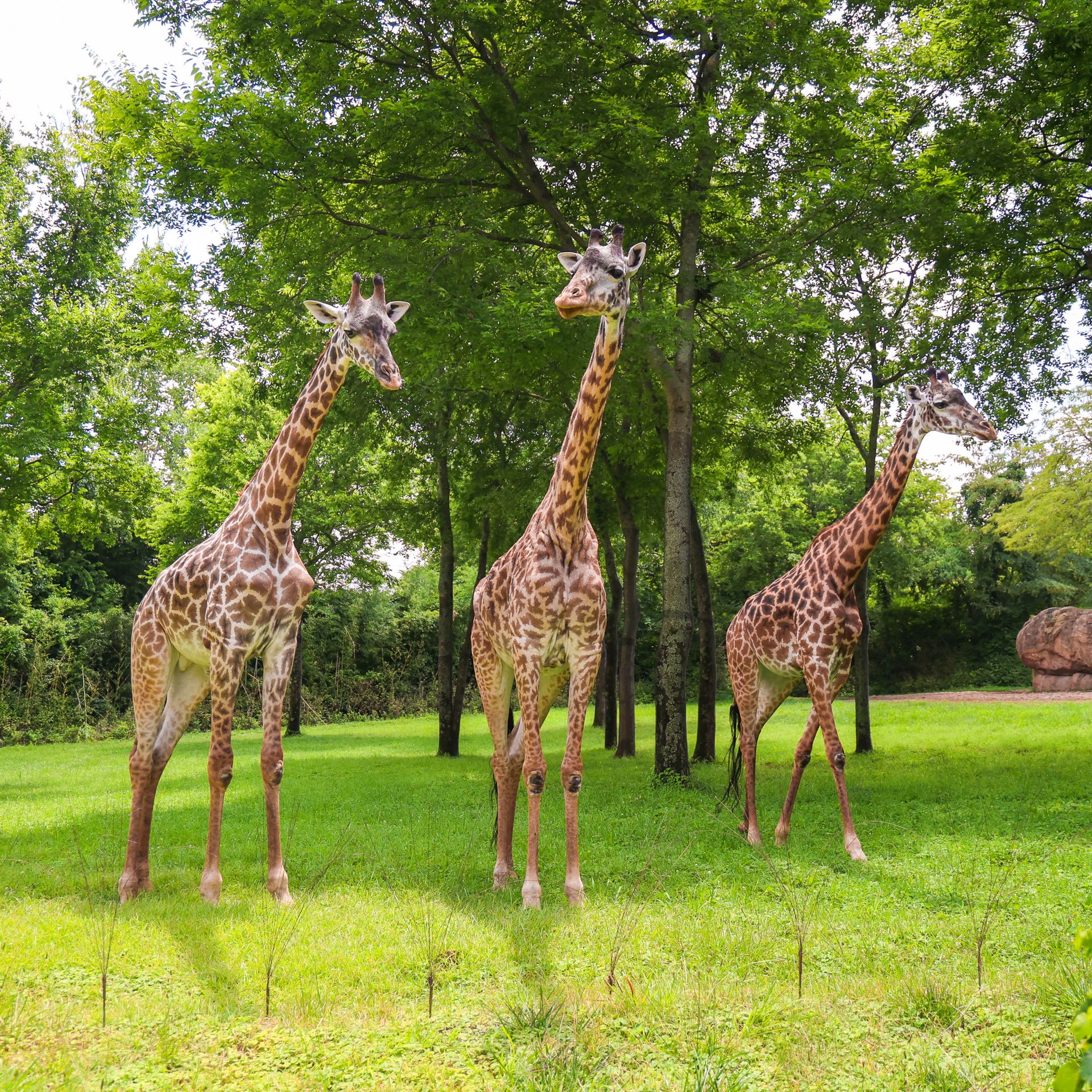 Dickson - Have you heard the news?! The giraffes are back at Nashville ...