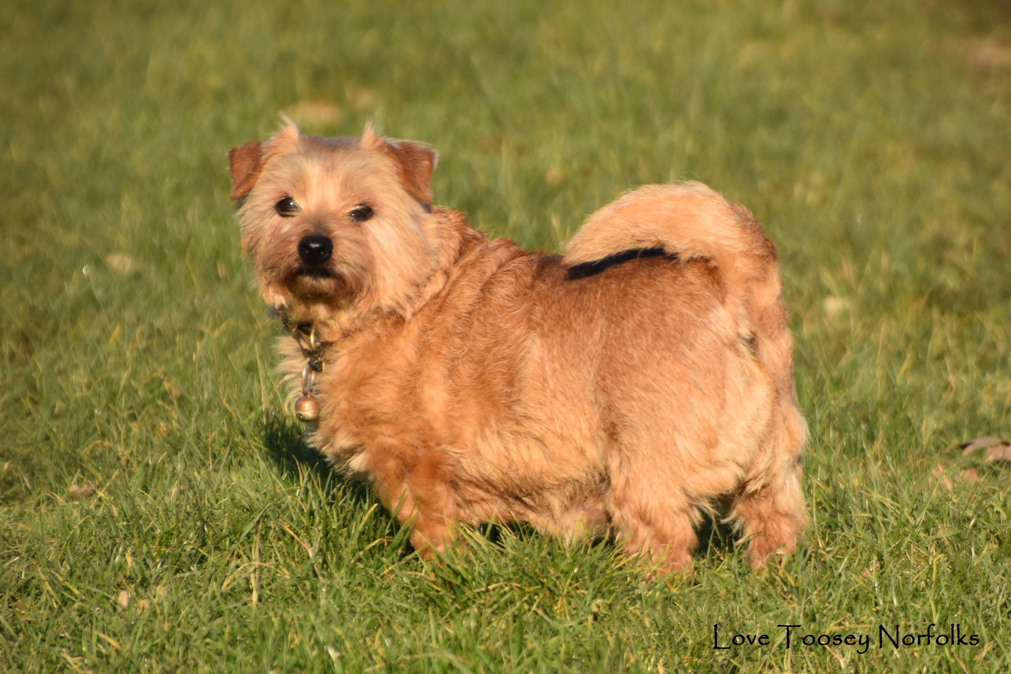 Toosey Norfolk Terriers