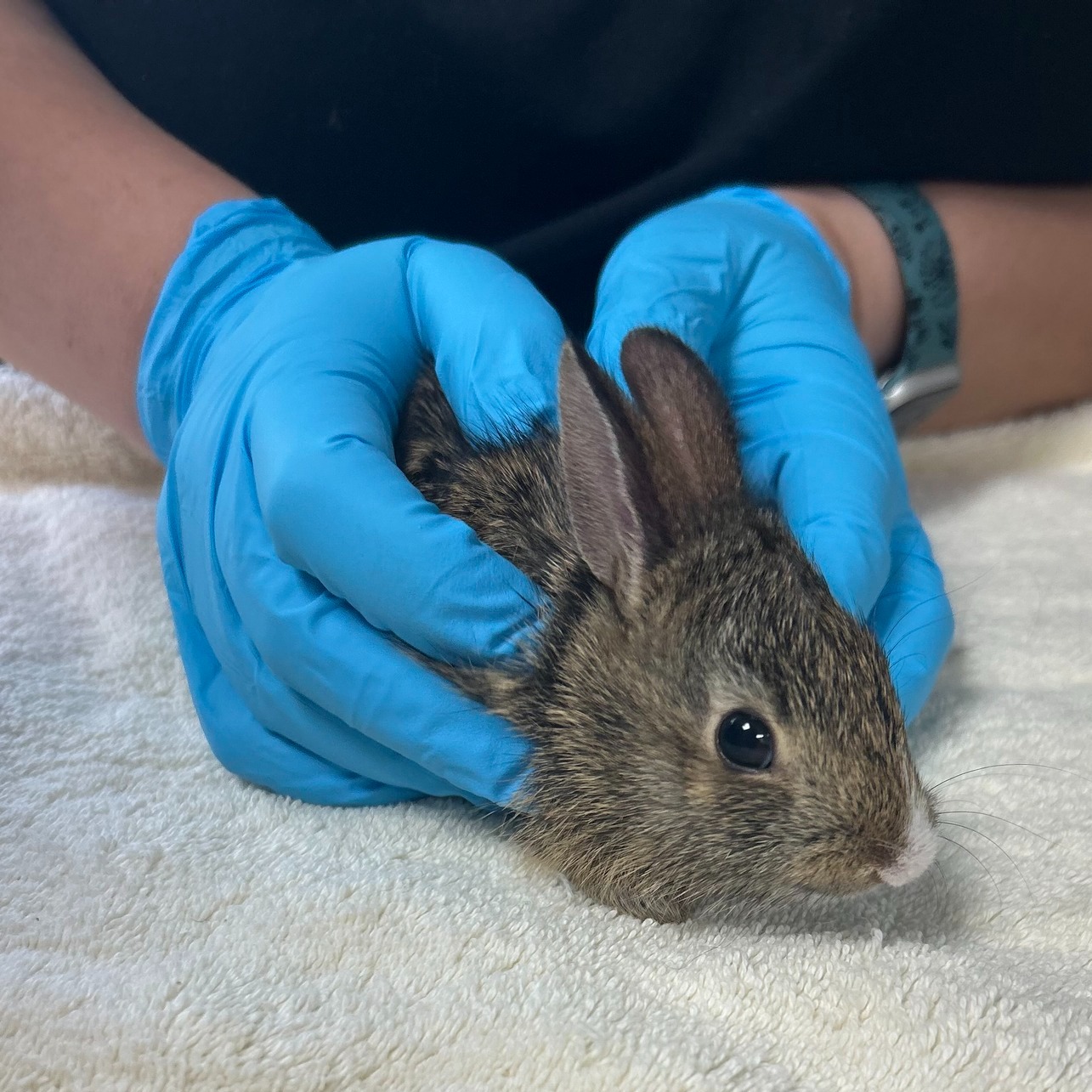 Ohio - Eastern Cottontails have stopped breeding for the year, and we ...