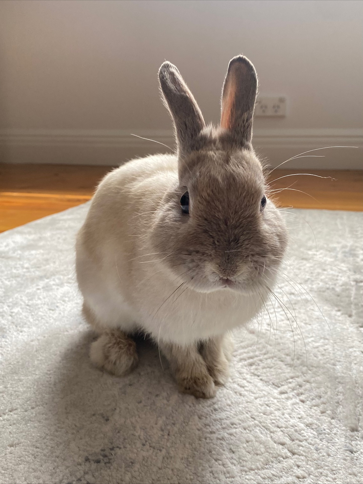 The Rabbit Sanctuary added a new photo. - The Rabbit Sanctuary
