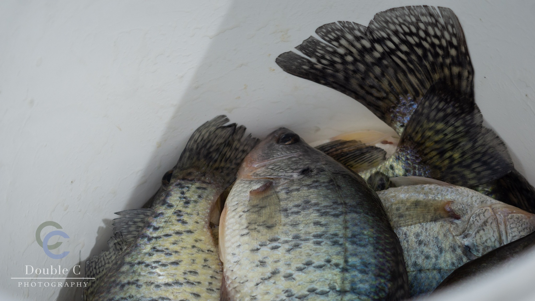 Esca Morbida Crappie 1,25'' Per Pesca In Acqua Dolce - 20 Pezzi - Macfishing
