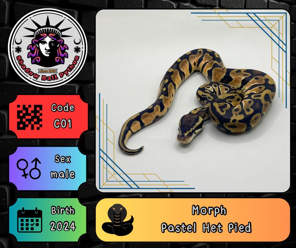Shadow BallPython | Nakhon Sawan