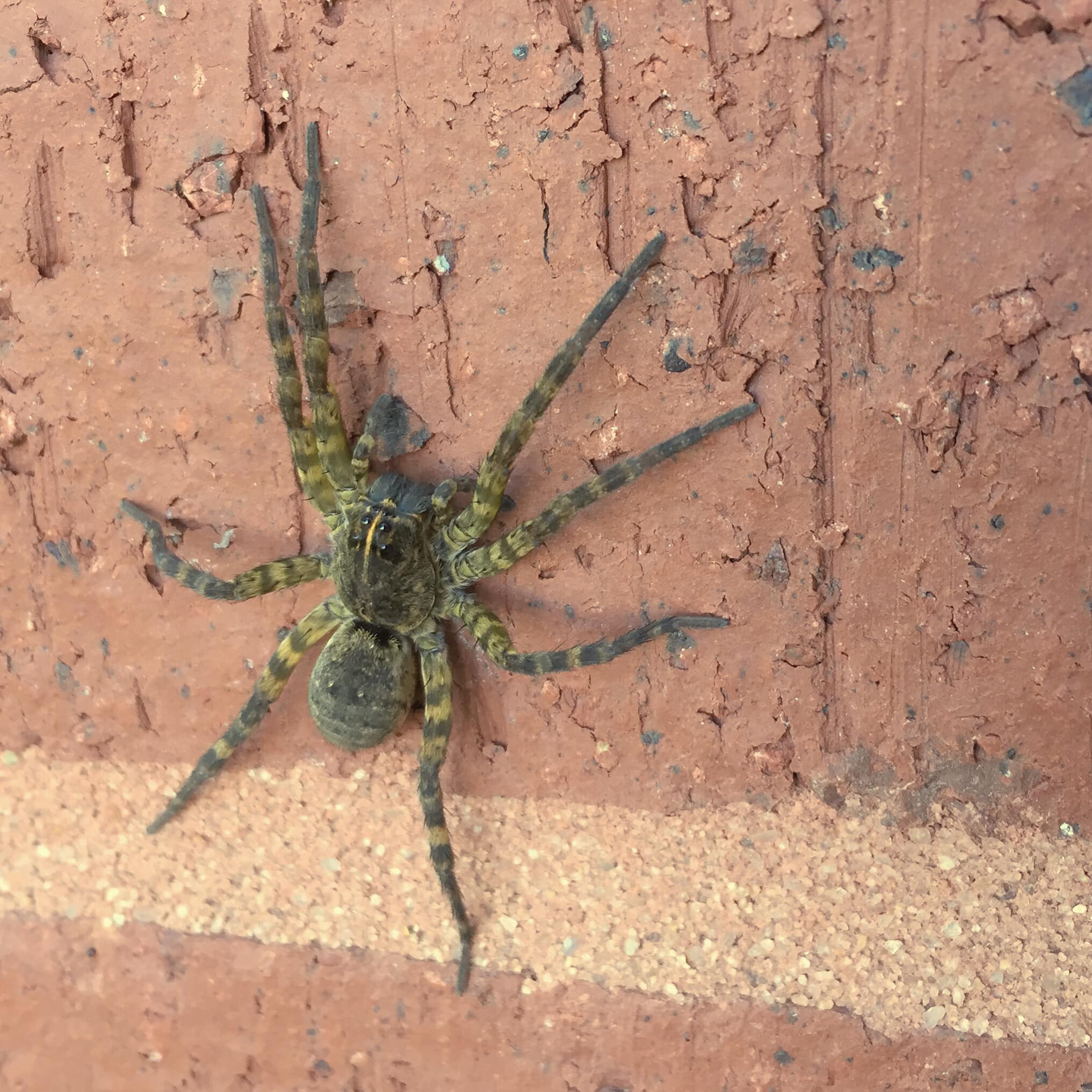 Insect Instinct