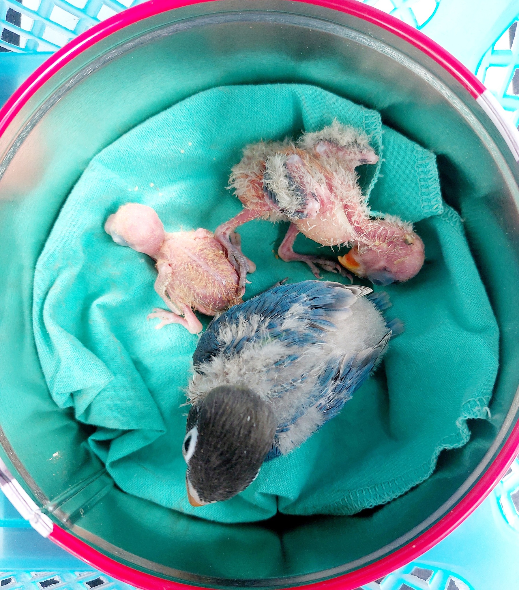 lovebird-aholic-lovebird-aholic-added-a-new-photo