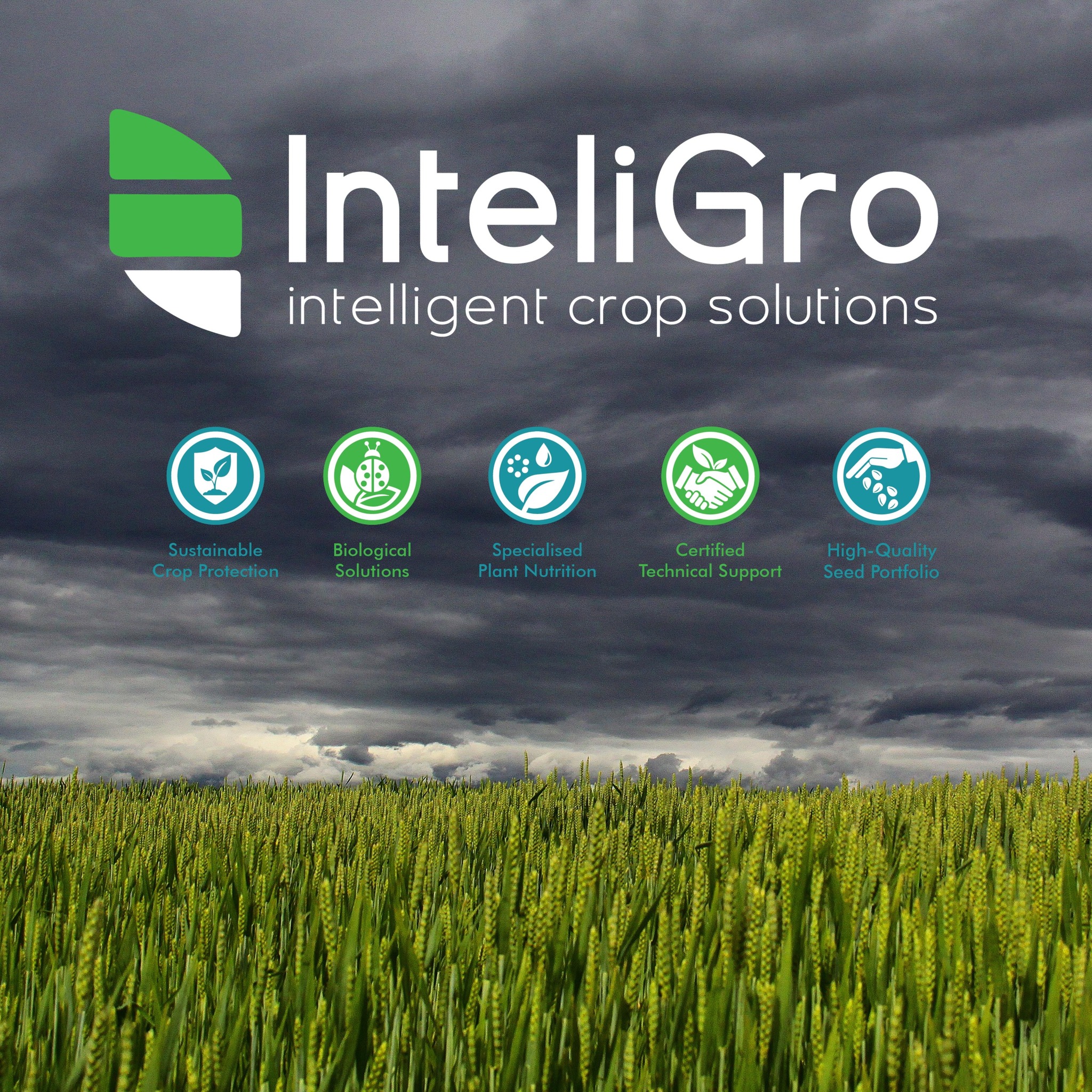 Inteligro Tarlton | Beckedan