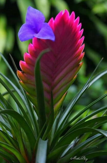 Tillandsia cyanea bromeliad plant