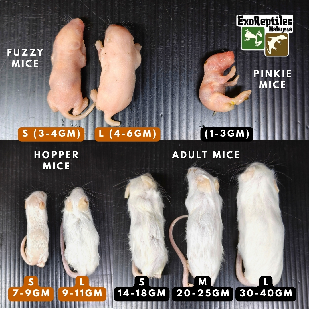 ExoReptiles - ⚡ FEEDER STOCK READY! ⚡ 🚨Fresh frozen mice now available ...