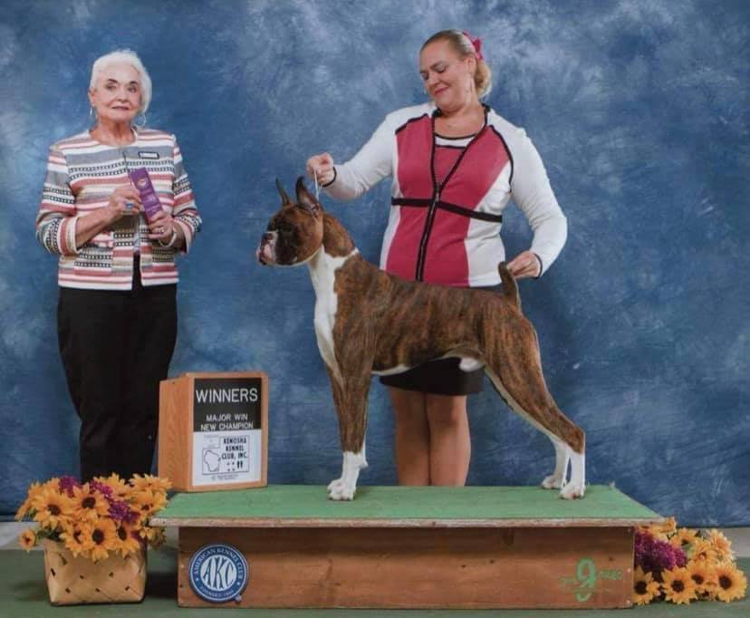 Parsons Boxer Pups