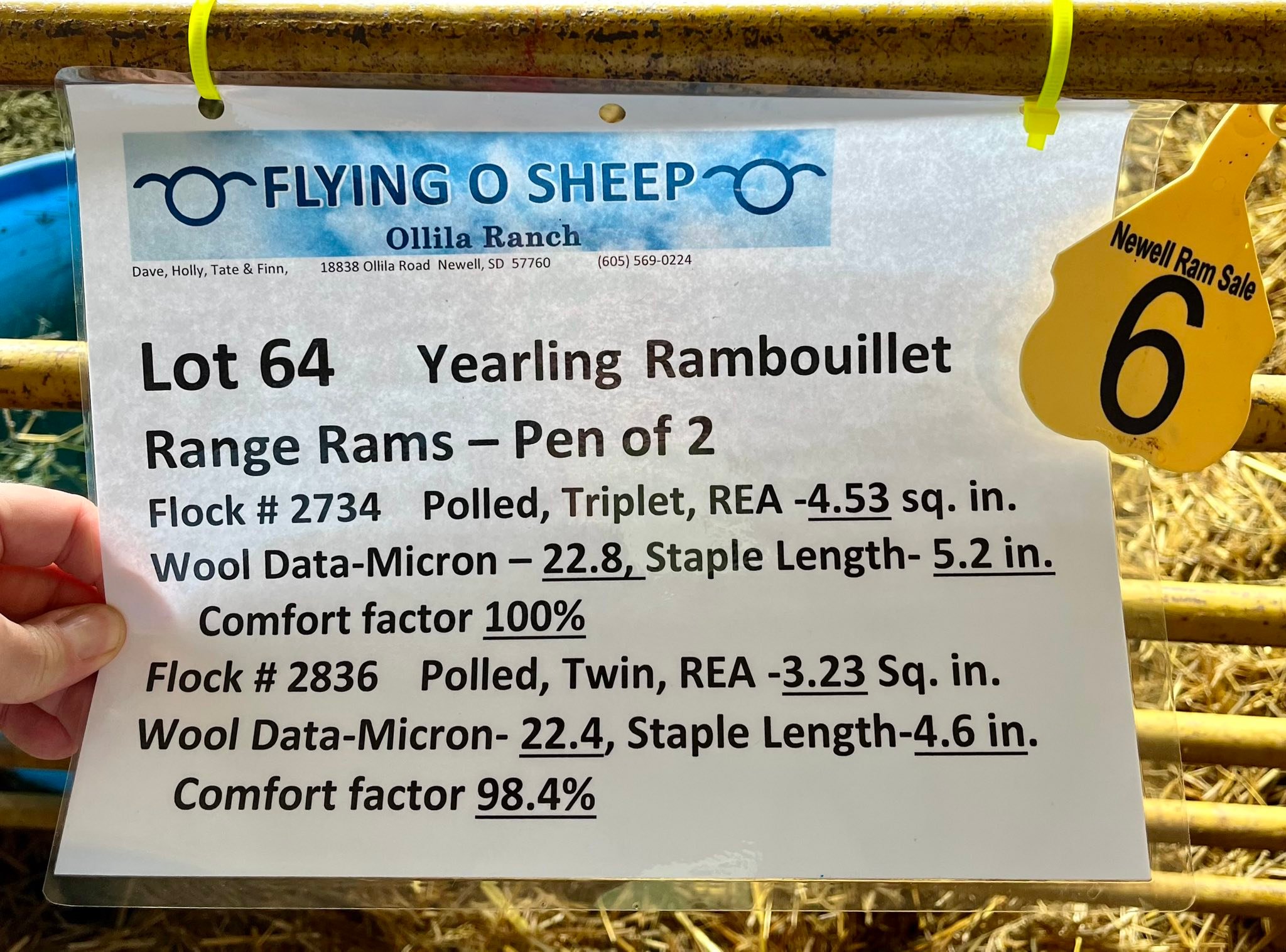 Flying O Sheep | Newell SD