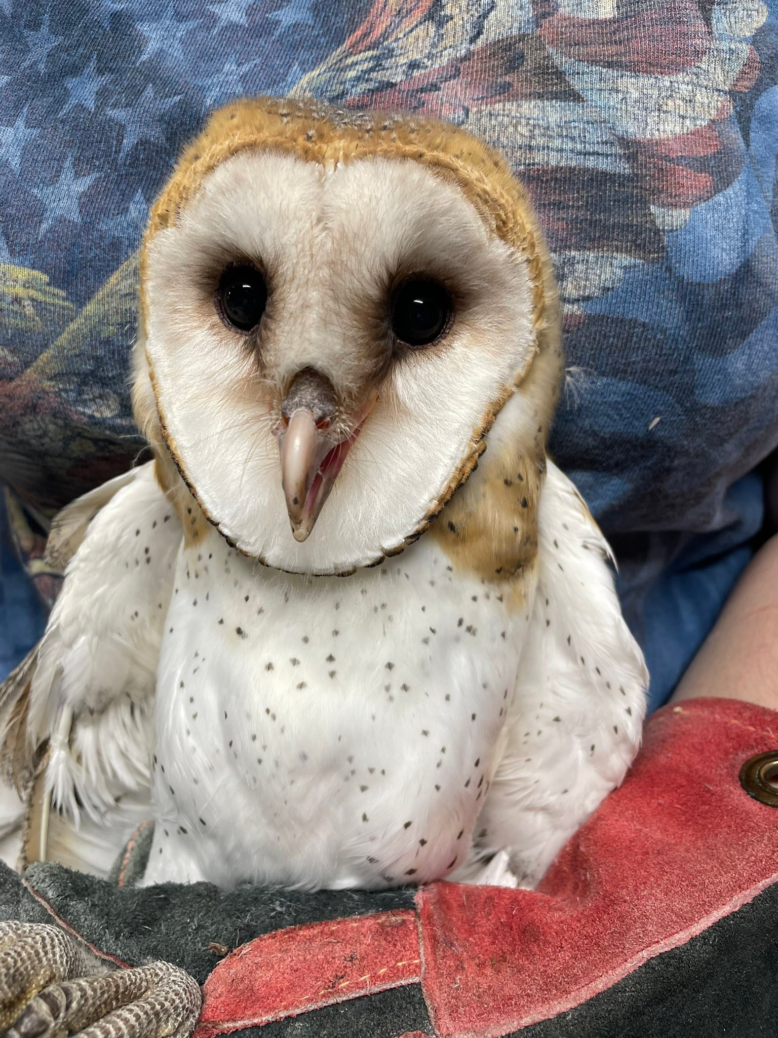 Raptor Rehabilitation of Kentucky Inc | Louisville KY