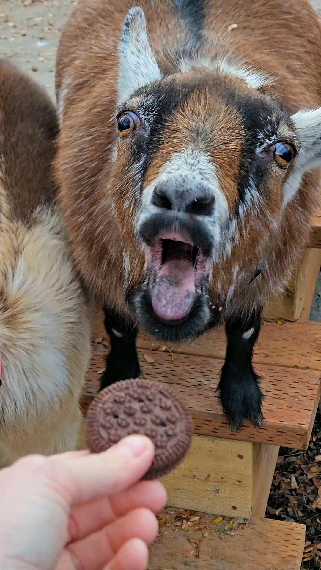 Into - When you offer a goat a cookie and get the reaction of a ...