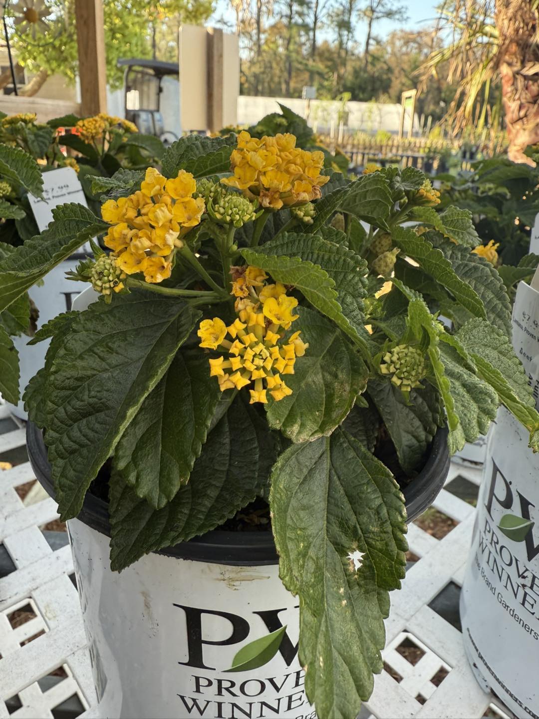 Anson Nursery | Lecanto FL