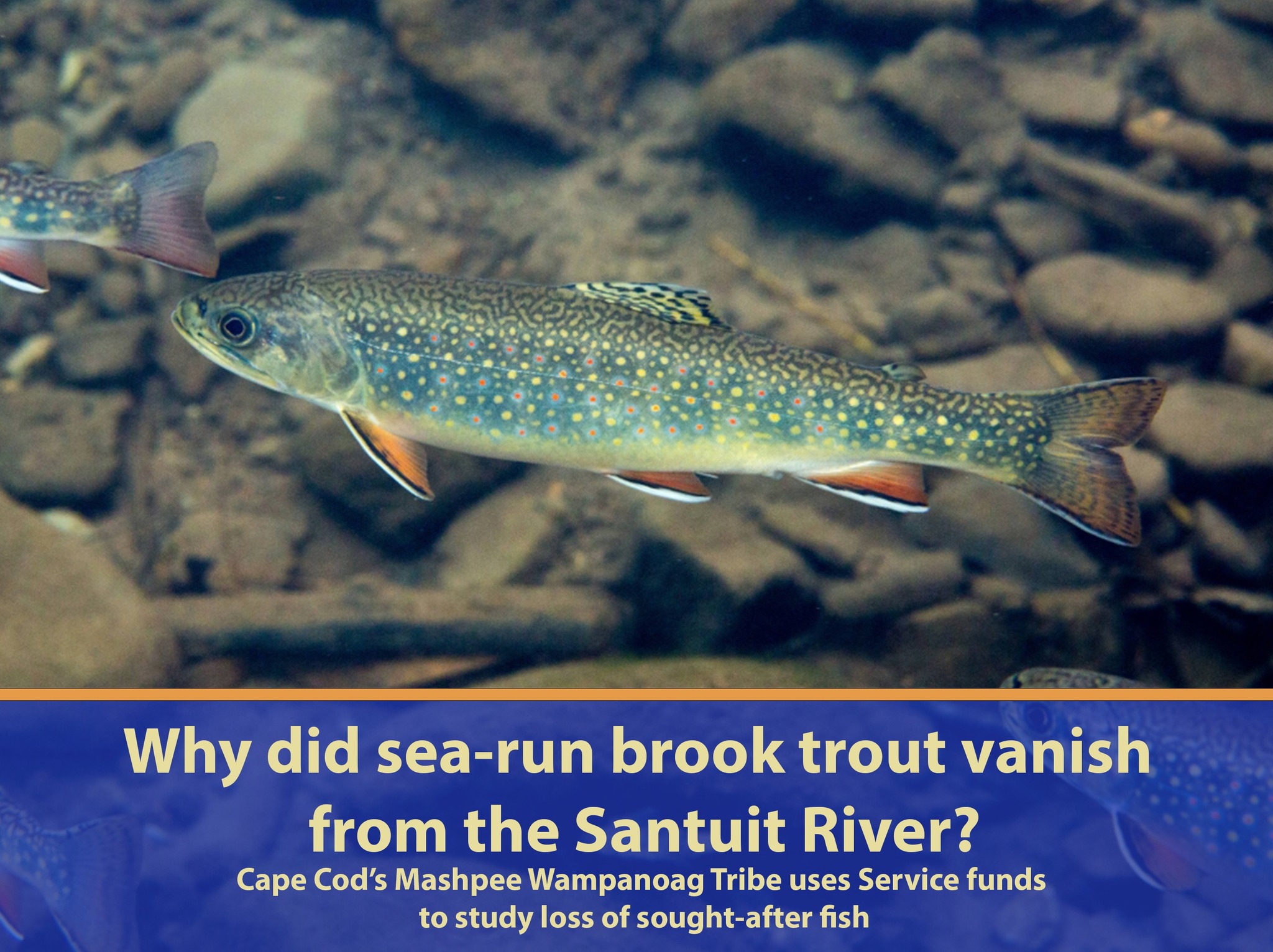 U.S. - If Dwayne Johnson were a fish, he’d be a sea-run brook trout ...