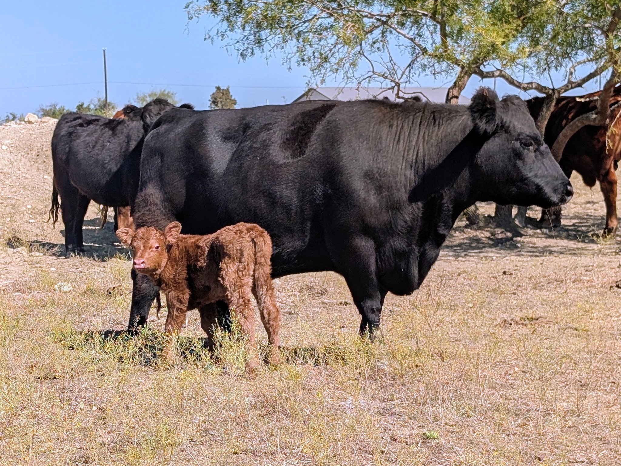 JBarT Livestock - EZ Premier 62P - AI Sire of 
