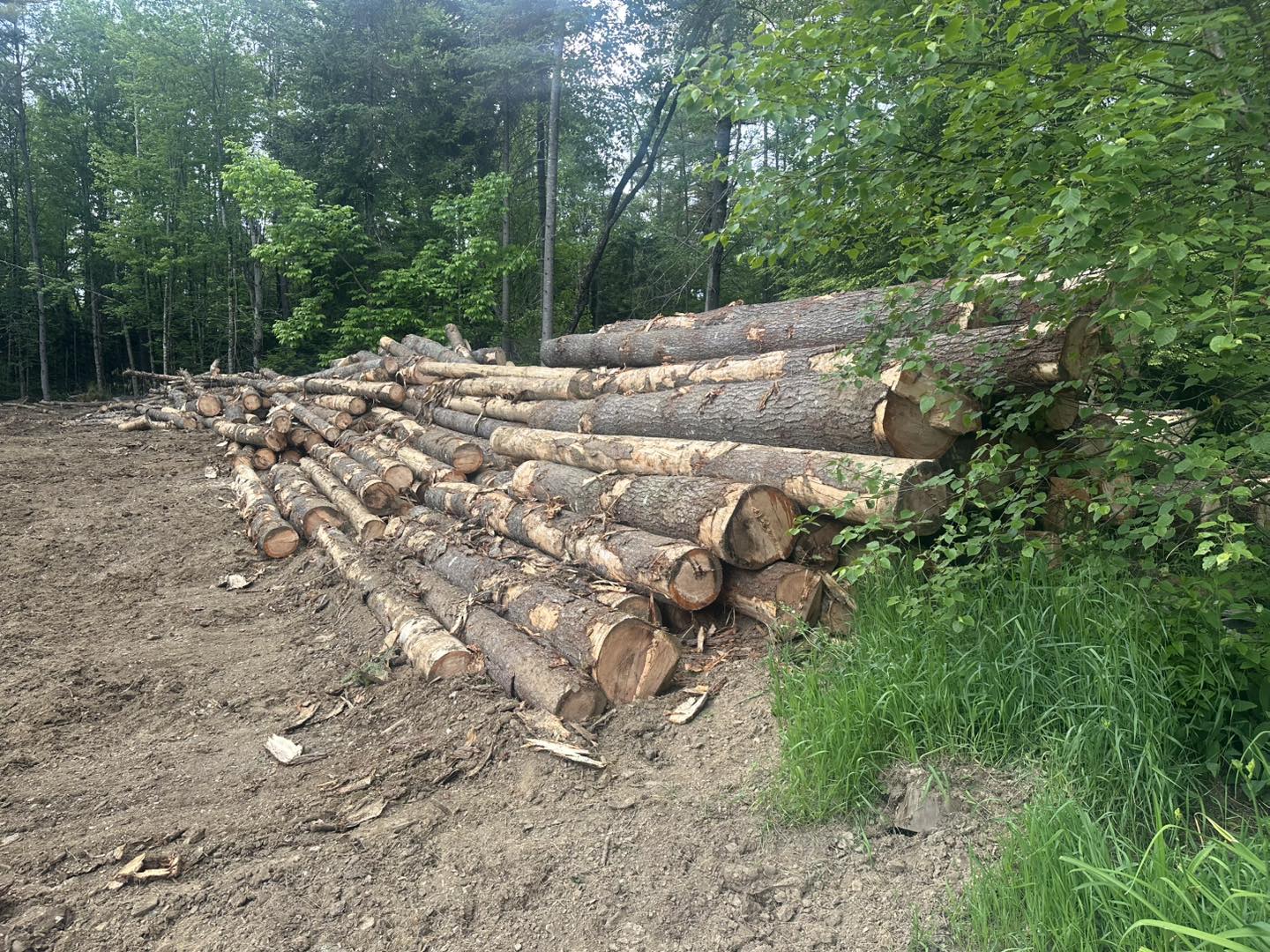 Rice Logging | Wellington ME