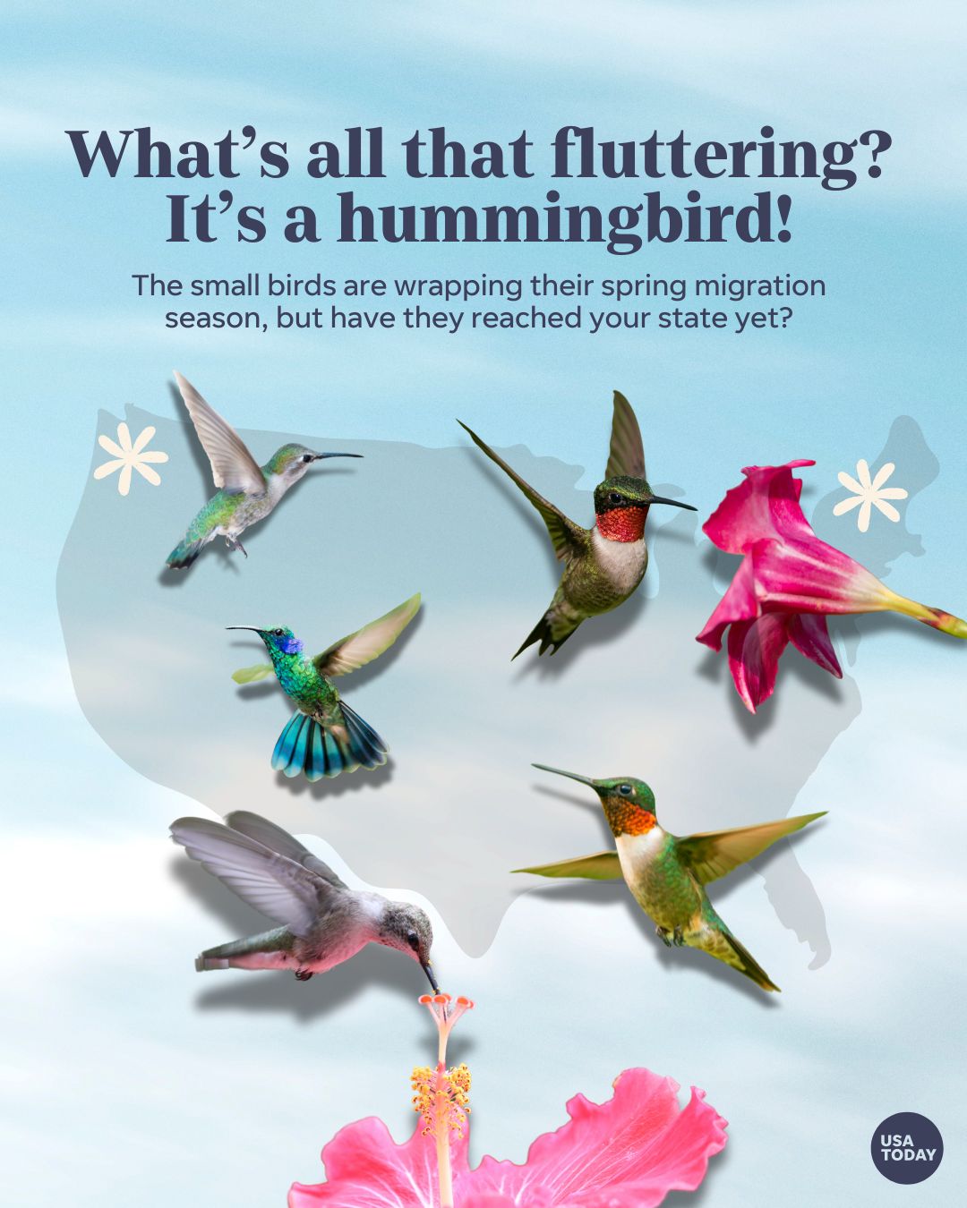 USA - Hummingbirds are reaching the U.S.'s northernmost states as the ...