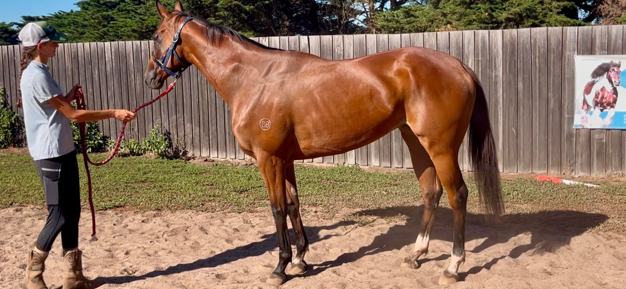 Clarke Racing Stables
