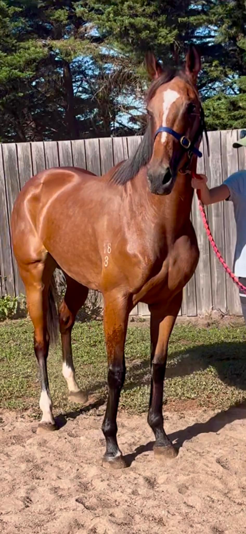 Clarke Racing Stables