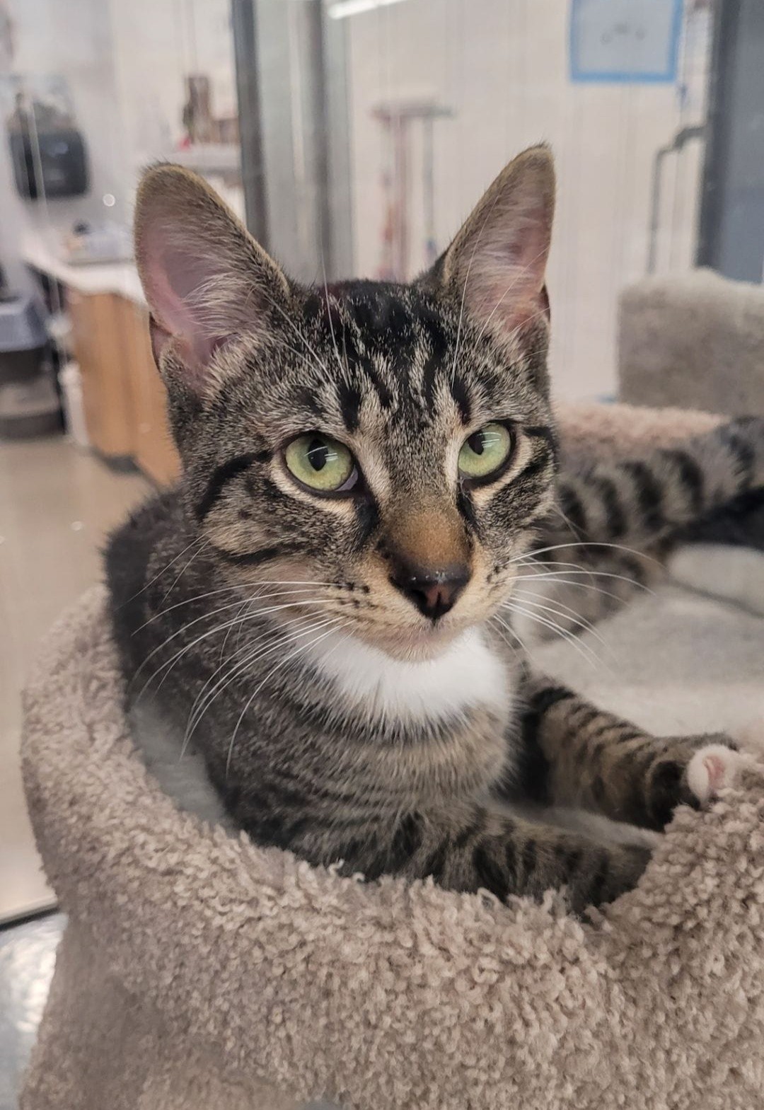 Toronto Cat Rescue... - Toronto Cat Rescue - Waterloo Region