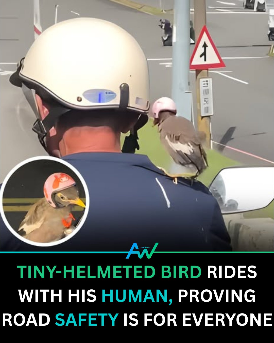 bird on a motorcycle wearing helmet Hen Helmets Black and white of an