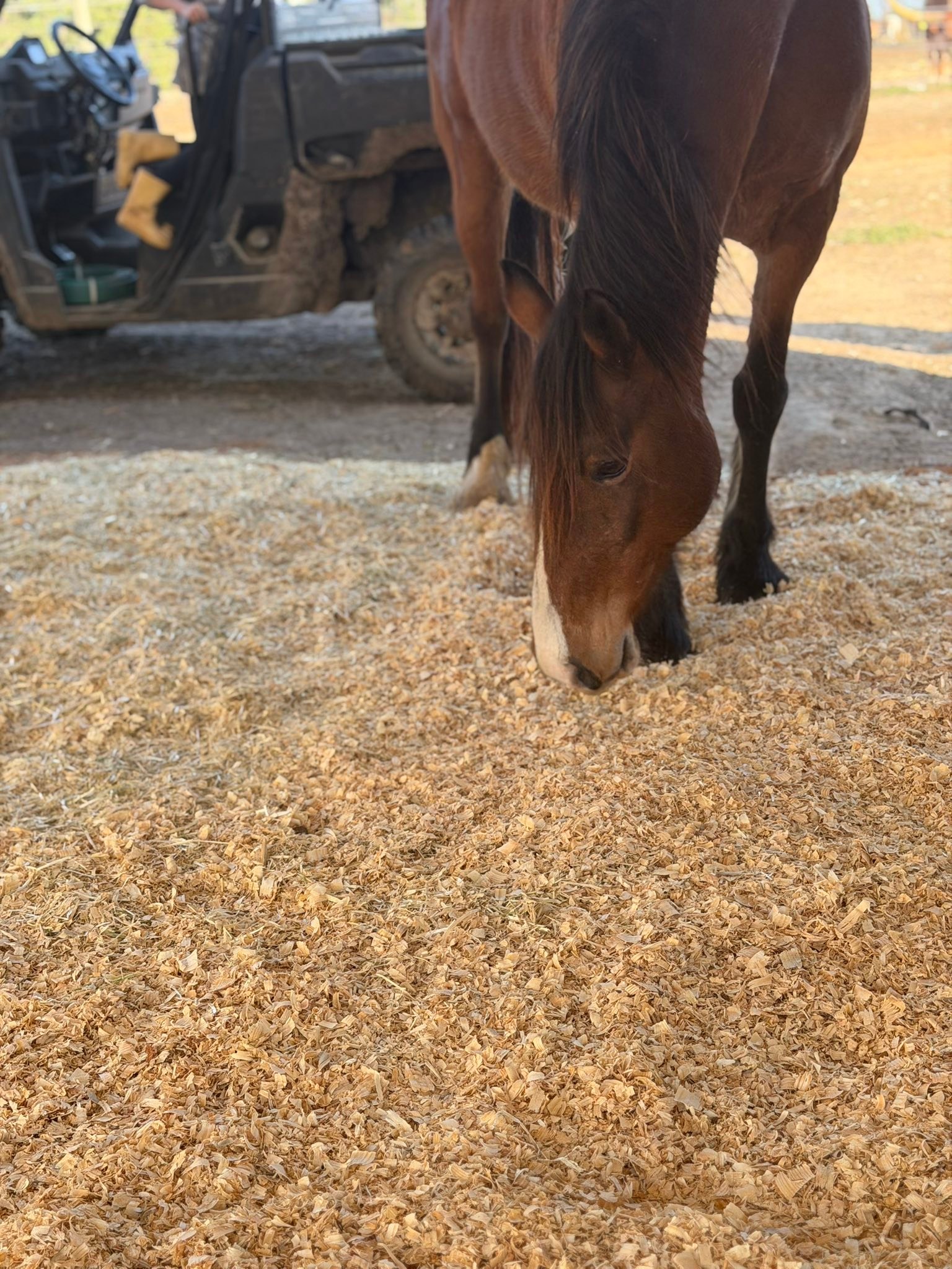 Rocking R Ranch and... - Rocking R Ranch and Rescue, Inc.