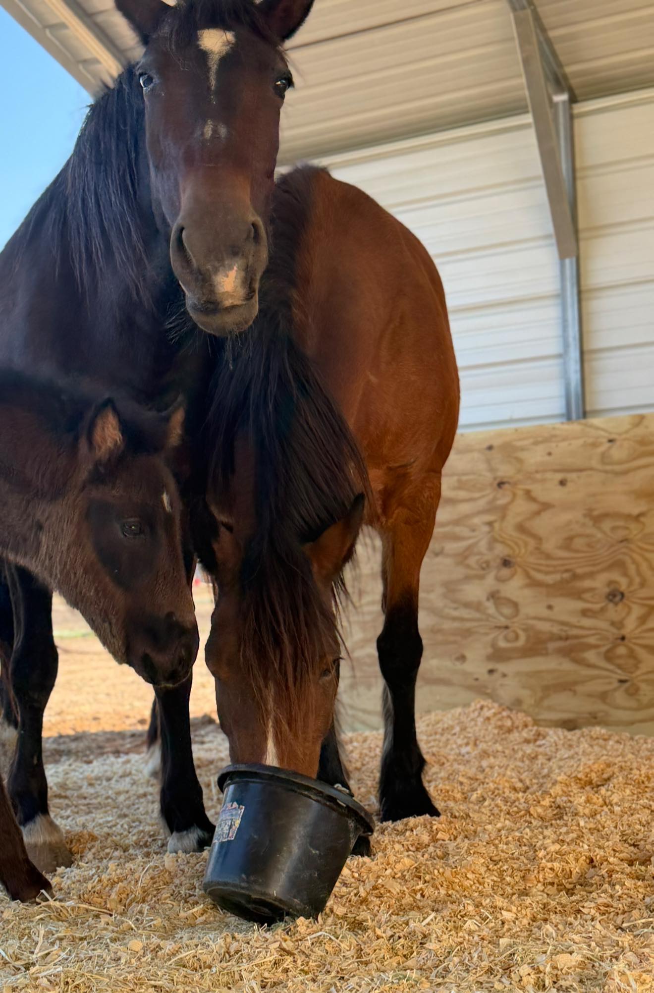 Rocking R Ranch and... - Rocking R Ranch and Rescue, Inc.
