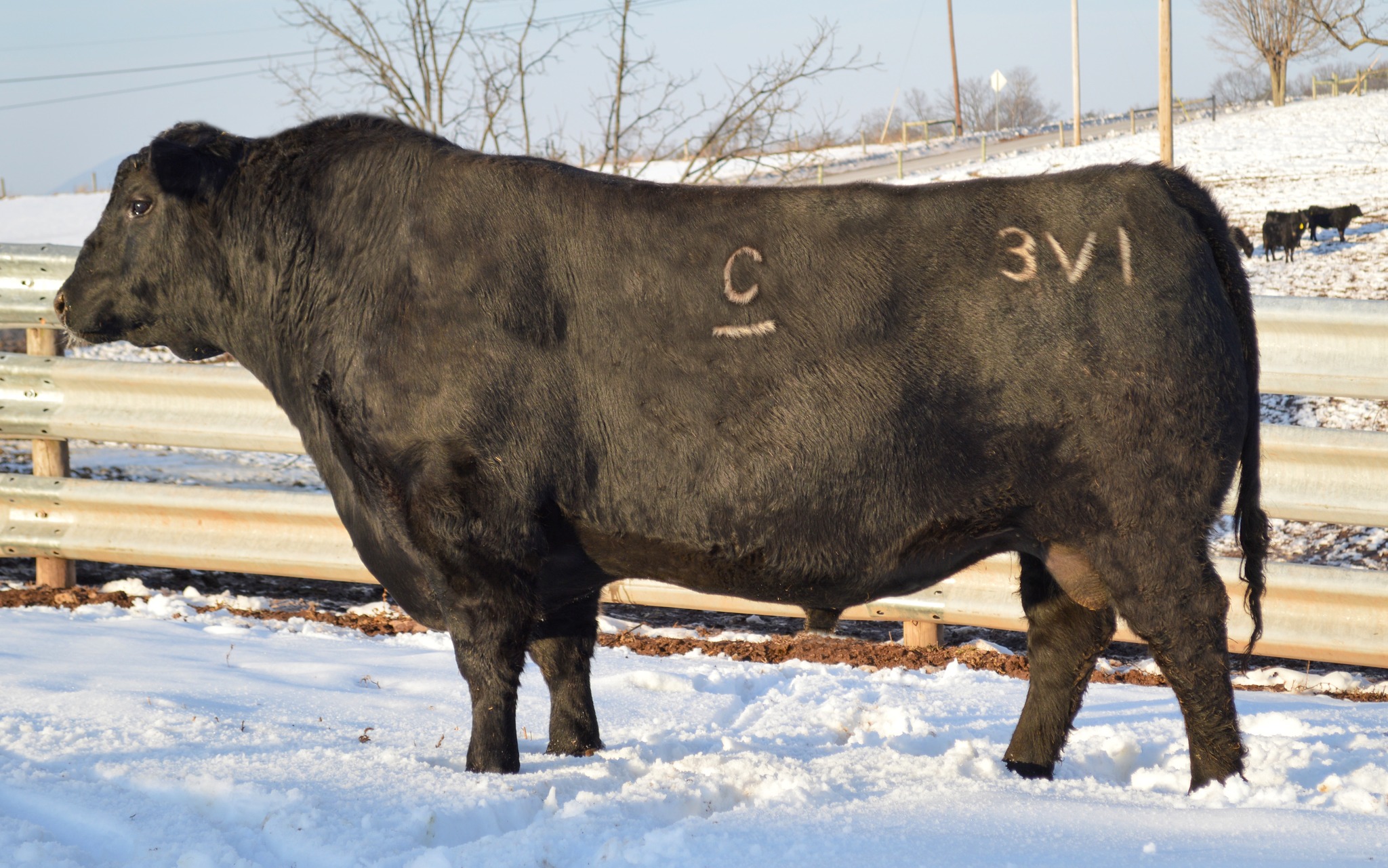 💥Ideal Clark Exceptional 3V1 💥AAA... - Clark Farms Angus | Facebook