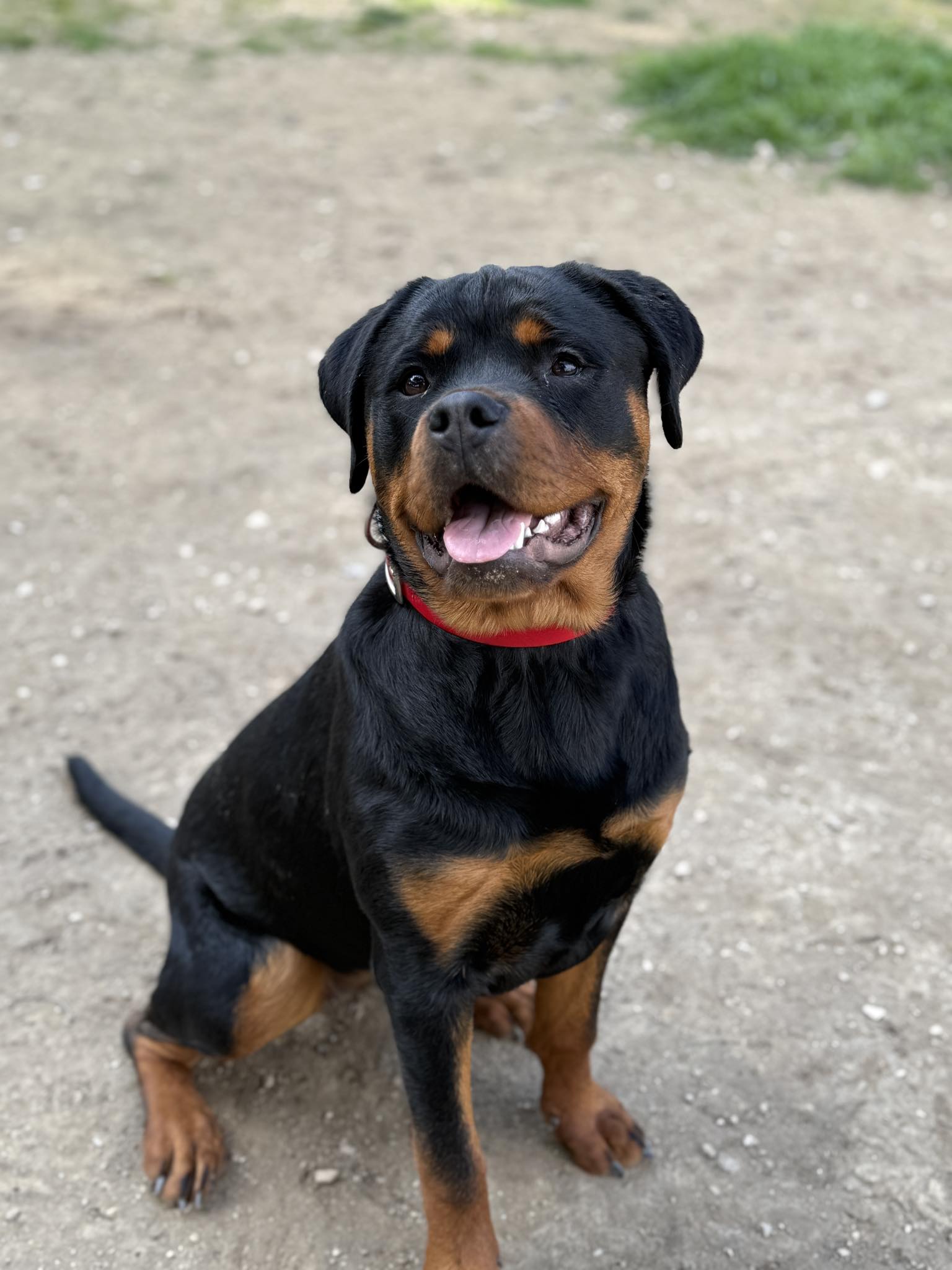 ALL - 🐾 L’École du Chiot ALL DOG🐾 Je suis ravi de vous partager l ...