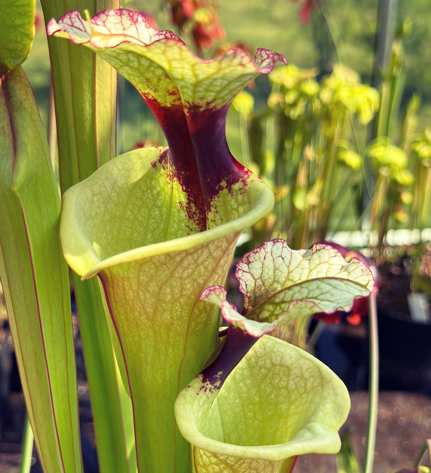 Sarracenia cv Norman Parker x (S . Willisii x S minor oke giant