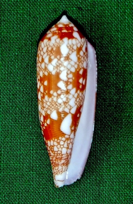 Darioconus auricomus, mm.47+ by divers at about 20 mt.depth from