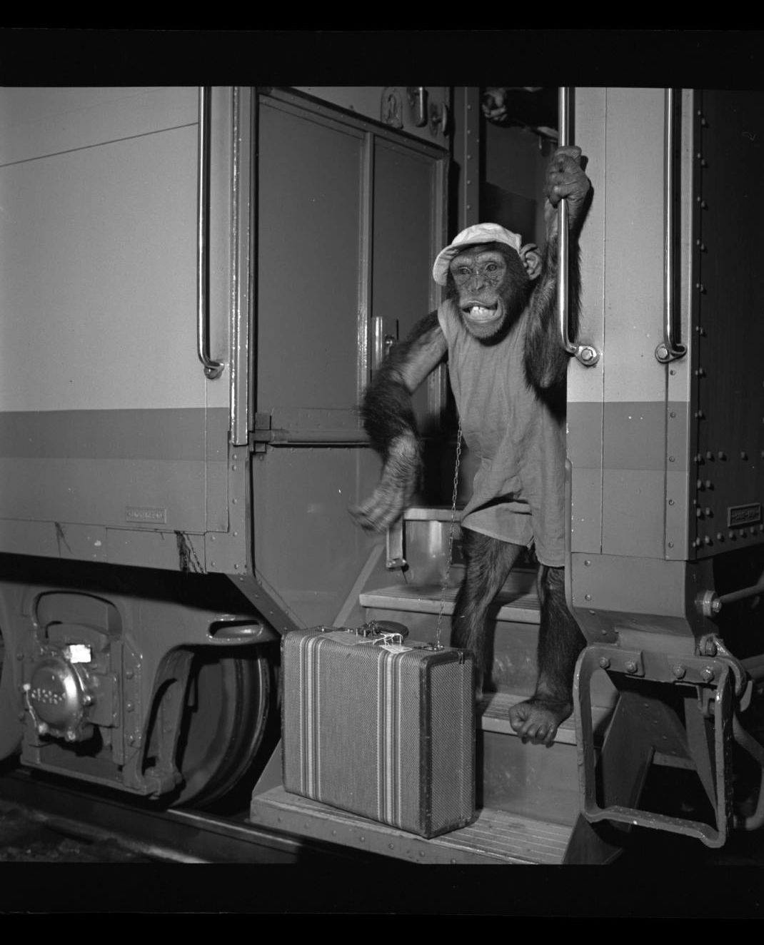 Union Pacific Museum - Bonzo the Chimp! In this photograph, Bonzo the ...