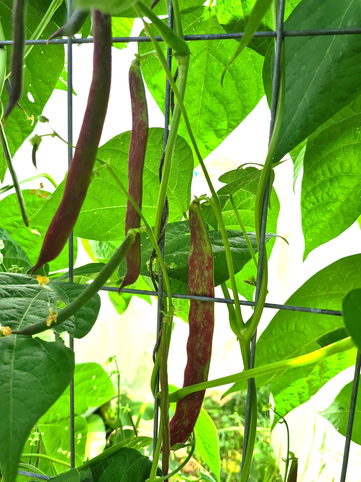 Sanctuary - Nells bean, aka Jimenez (Phaseolus vulgaris) is a fast ...
