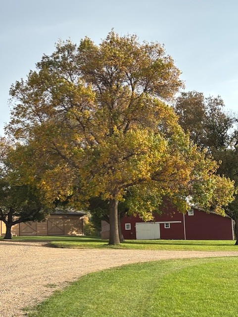 I am sad that our trees are... - Fort Ransom State Park | Facebook