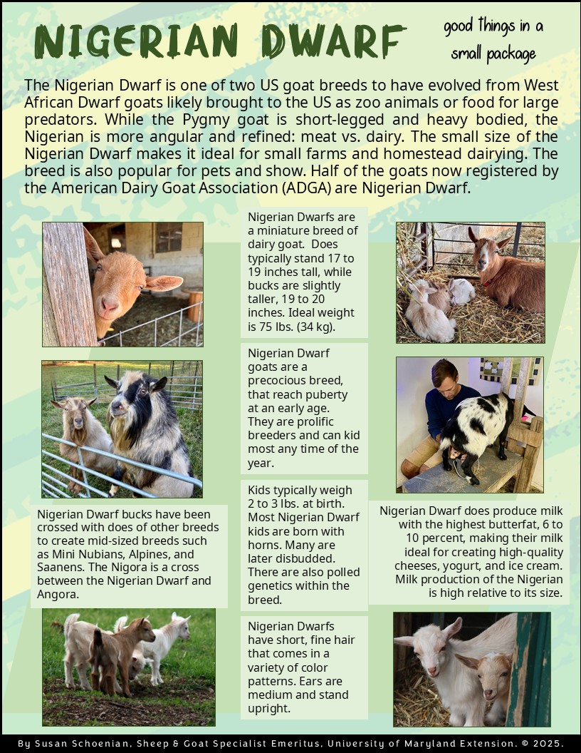 Maryland - One of my favorite goat breeds: Nigerian Dwarf Not AI https ...