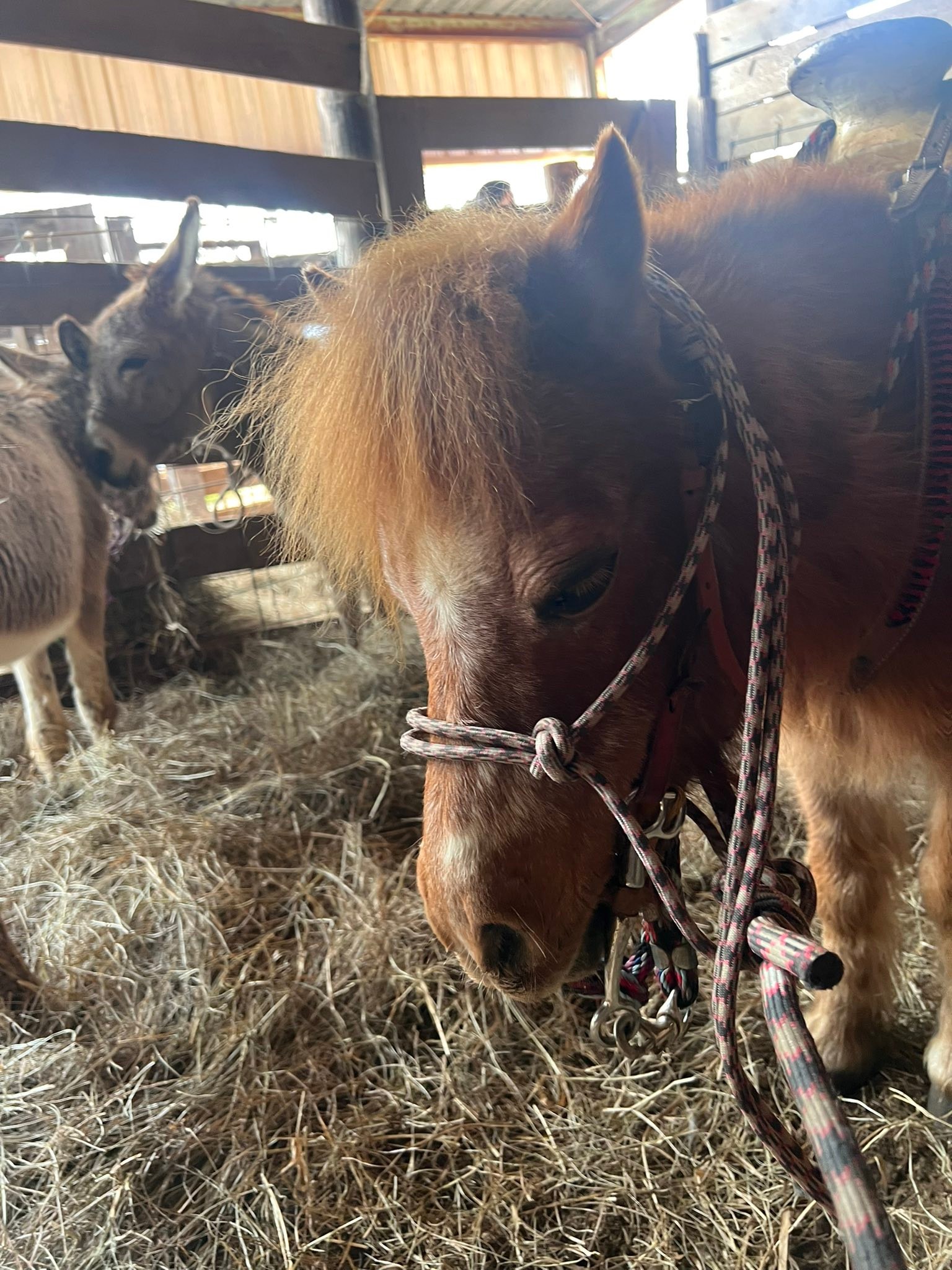 Rocking R Ranch and... - Rocking R Ranch and Rescue, Inc.