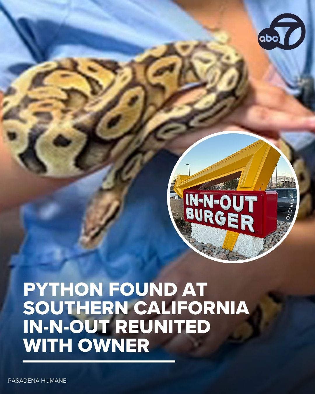 ABC7 News - A python that was found at an In-N-Out... | Facebook