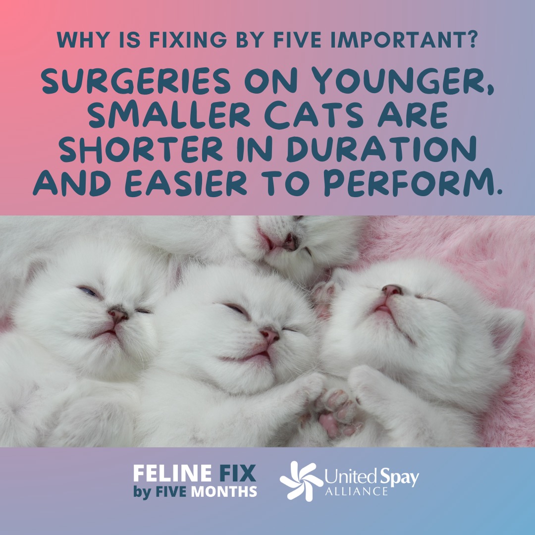 Resources for Pets in Need