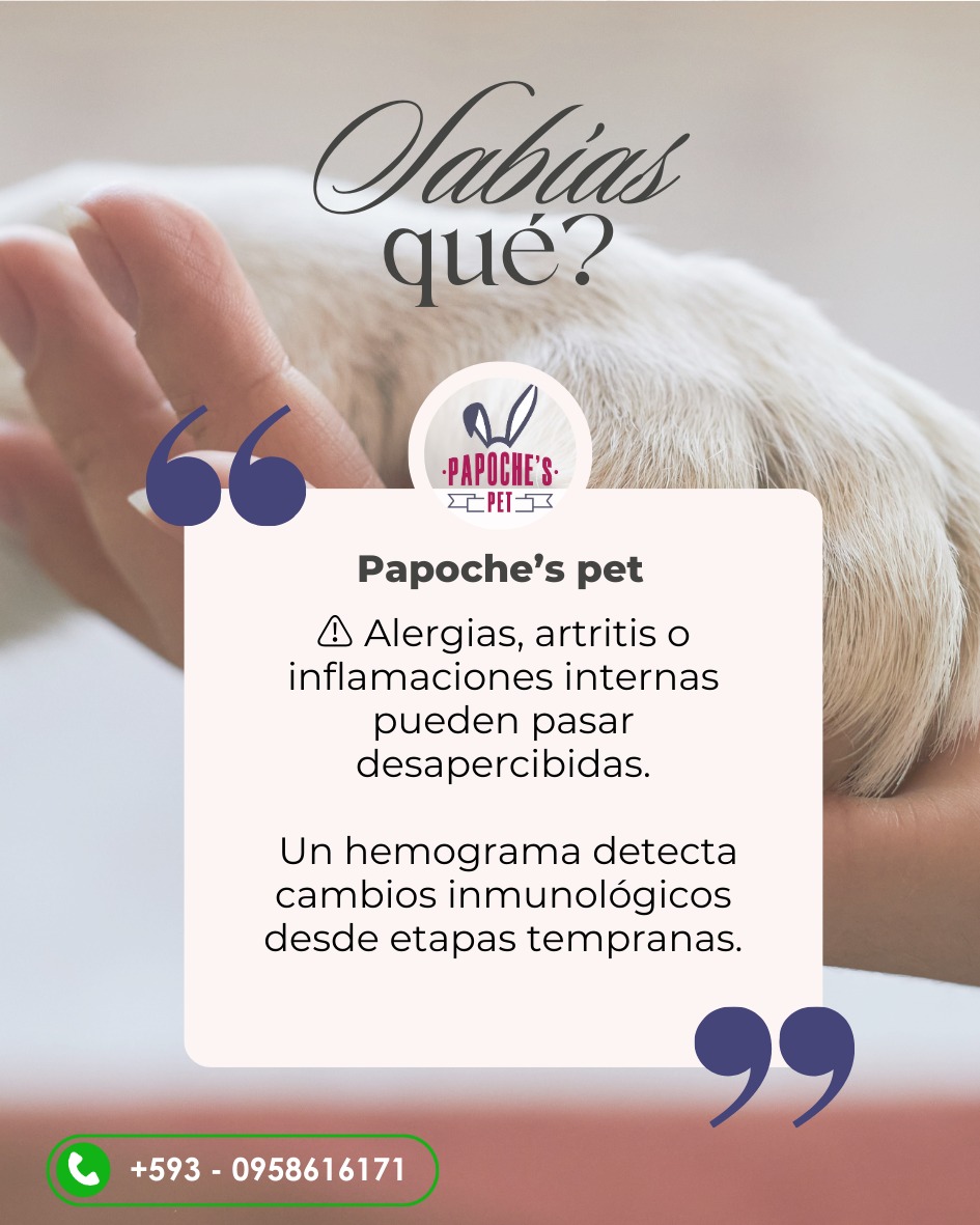 Papoche's Pet - Sabías que?🩸 ¿Por qué es TAN importante un... | Facebook